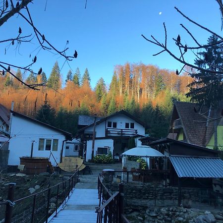 Villa Podul De Brazi - Fir Bridge à Cîrţişoara Extérieur photo