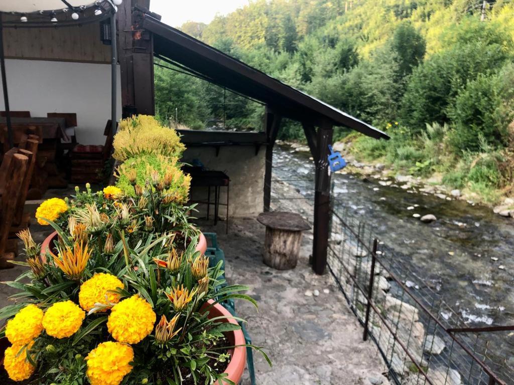 Villa Podul De Brazi - Fir Bridge à Cîrţişoara Extérieur photo