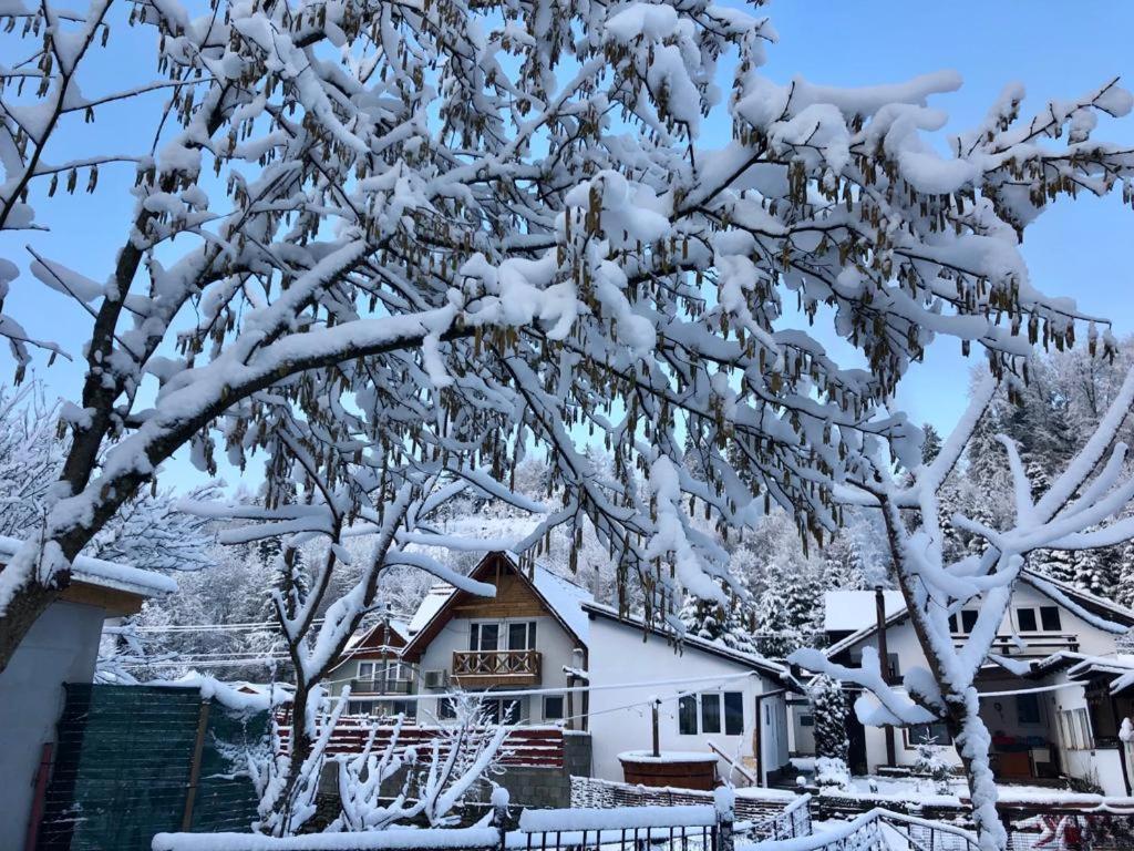 Villa Podul De Brazi - Fir Bridge à Cîrţişoara Extérieur photo